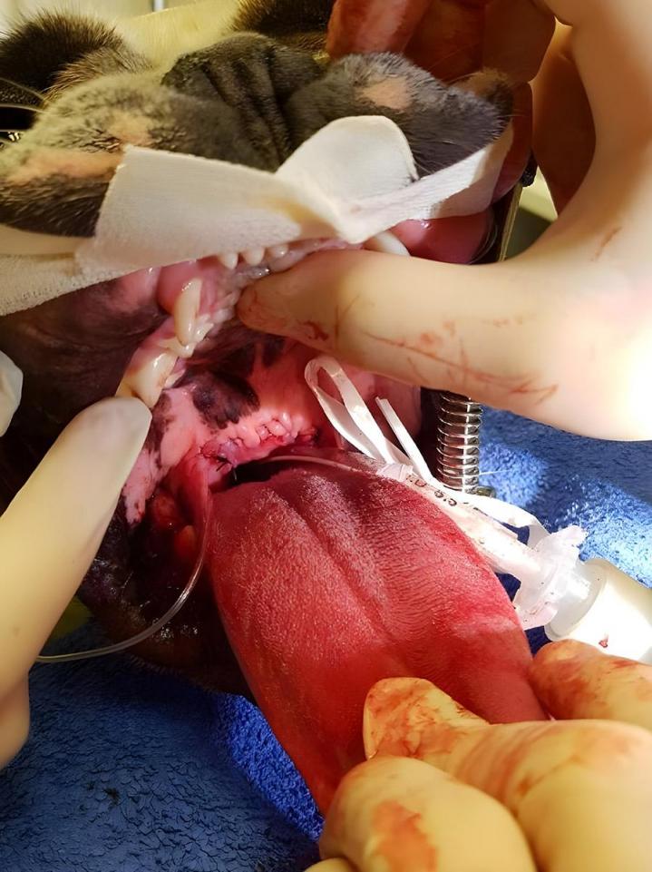 Chirurgie vétérinaire Le Plessis-Luzarches