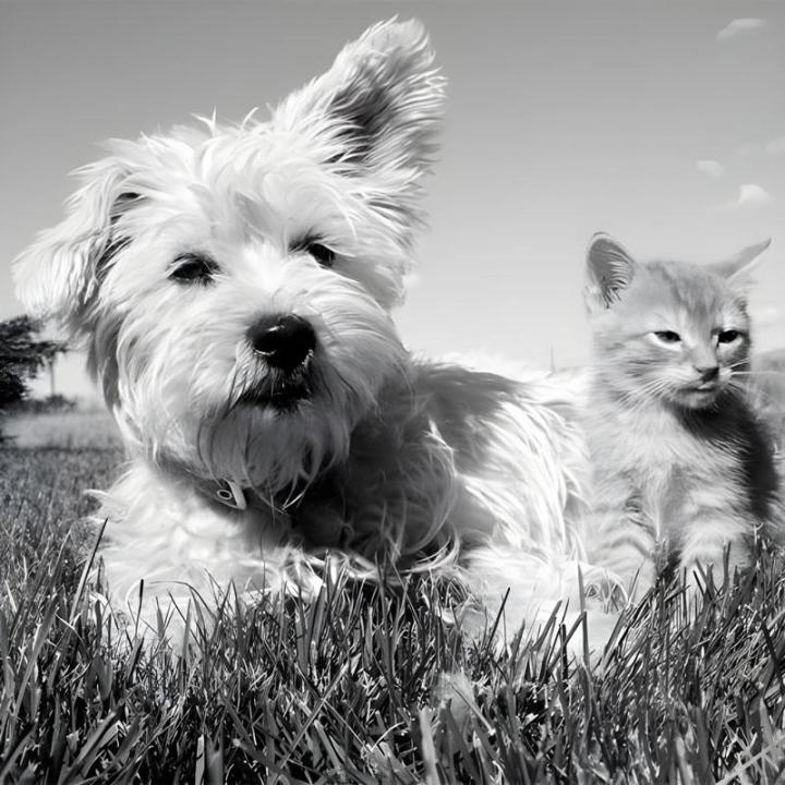 Chirurgien vétérinaire Le Plessis-Luzarches