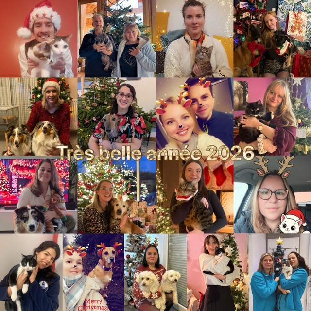 Chirurgien vétérinaire Le Plessis-Luzarches