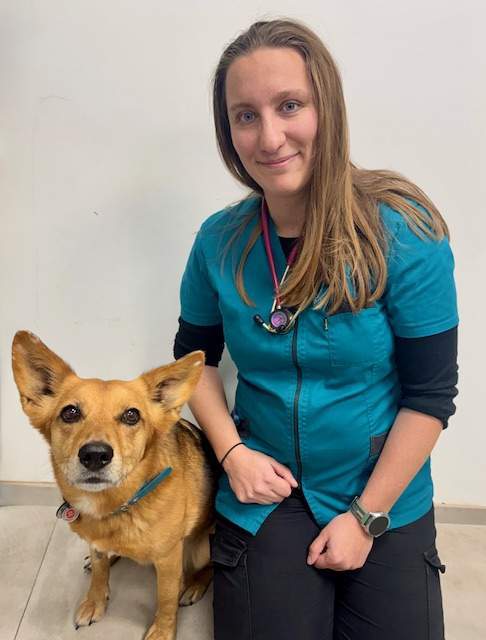 Divers soins vétérinaires Le Plessis-Luzarches