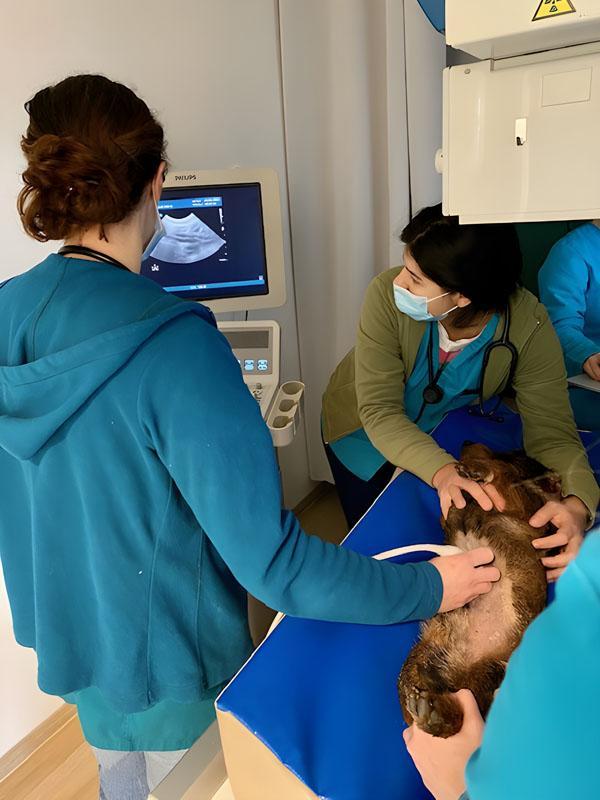 Échocardiographie vétérinaire Le Plessis-Luzarches